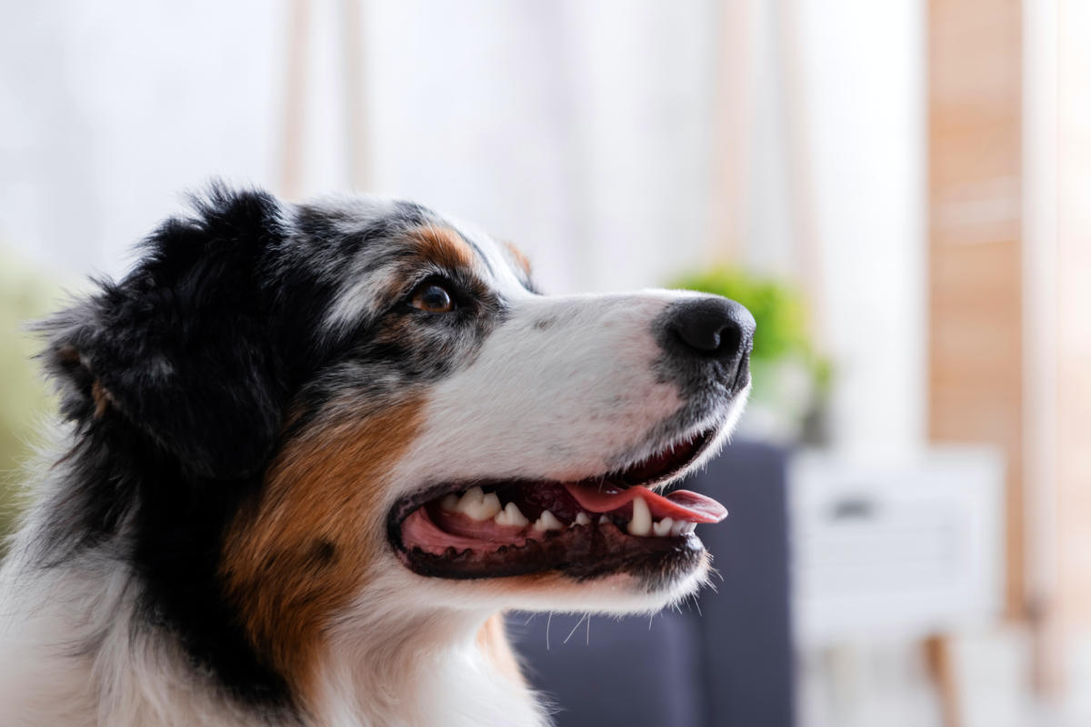 What Experts Are Saying About Grain-Free Diets for Australian Shepherds