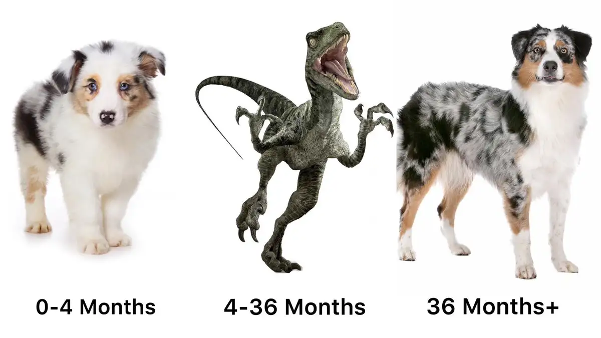 Australian Shepherd Growth Stages Meme