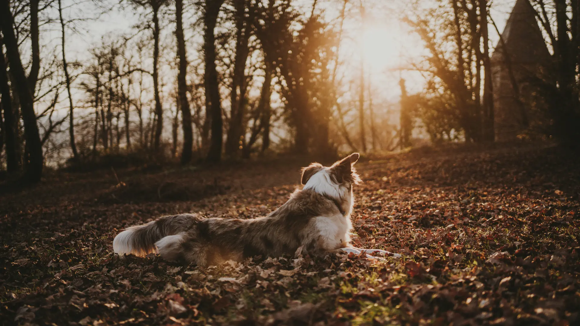 australian shepherd health