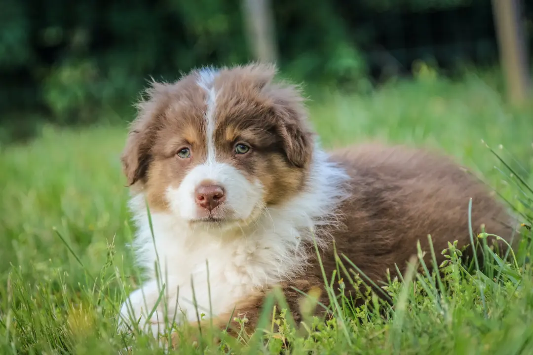 australian shepherd shedding solutions