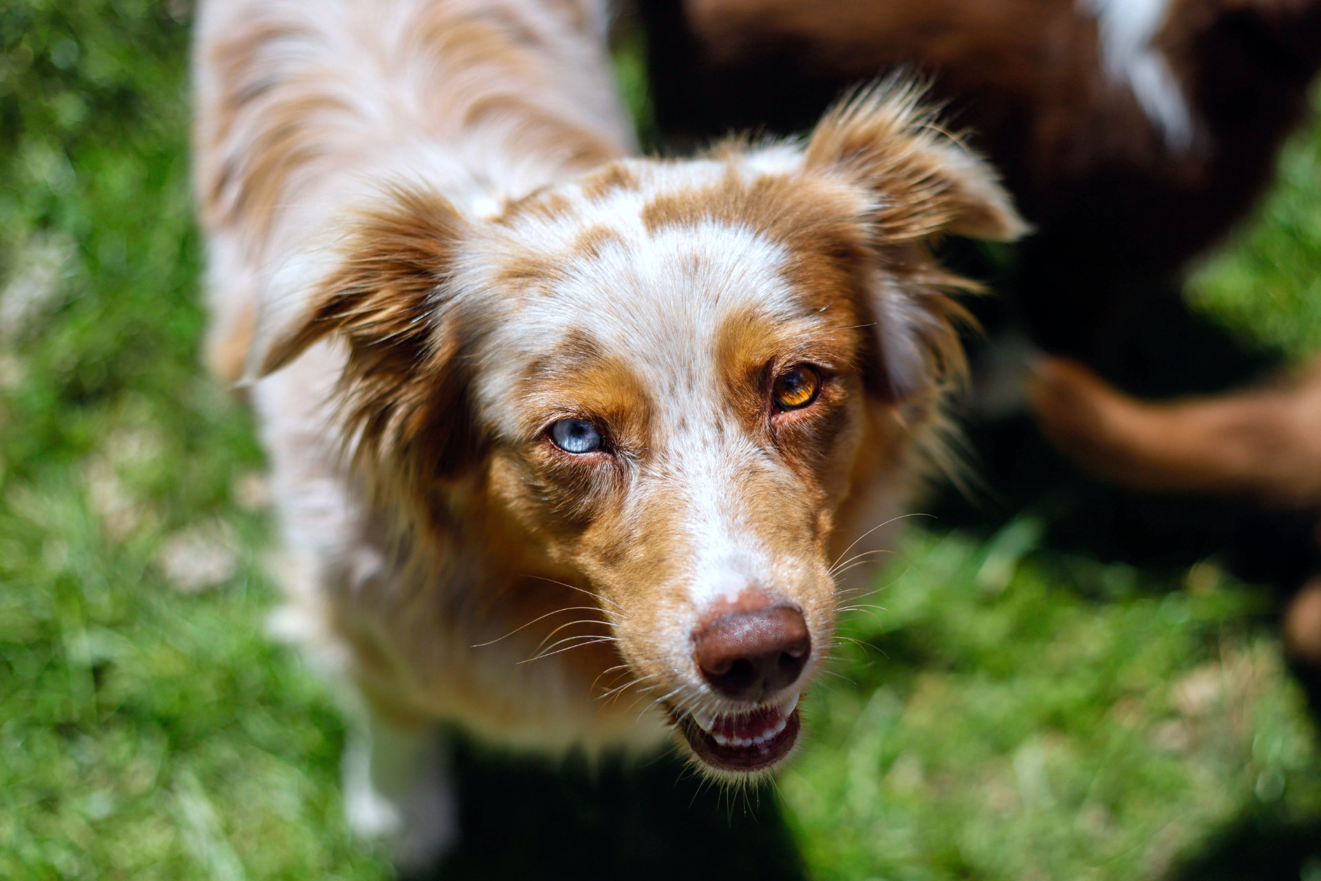 Common Australian Shepherd Health Issues and Prevention Tips