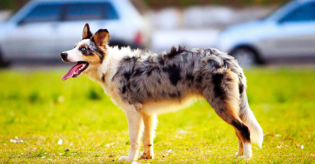 The Developmental Stages of an Australian Shepherd: How to Ensure a Calm & Happy Aussie