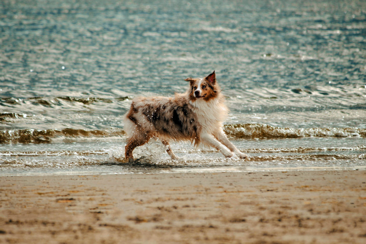 Ultimate Guide to Australian Shepherd Coat Care Tips & Tricks for a