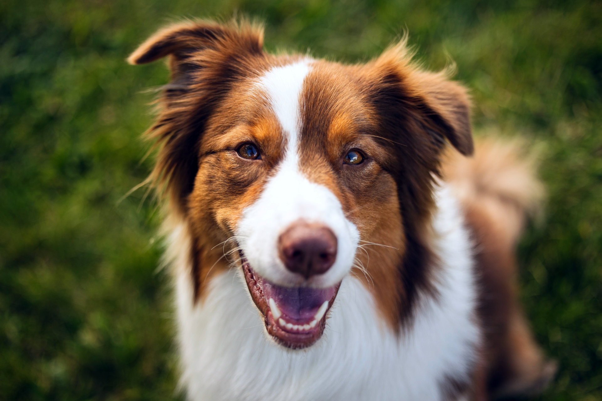 Aussie Gone Wild: For Australian Shepherd owners, lovers & enthusiasts.