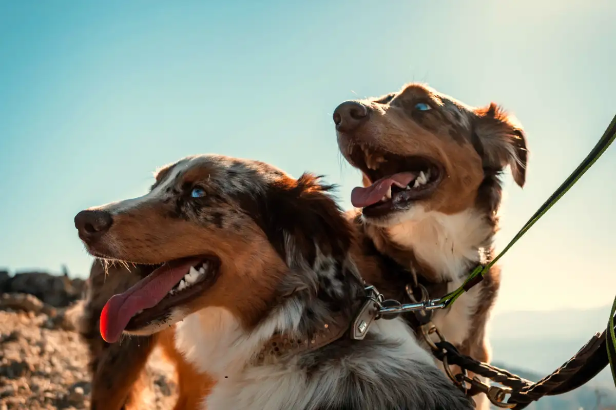 Understanding Pavlov's Law for Training Australian Shepherds