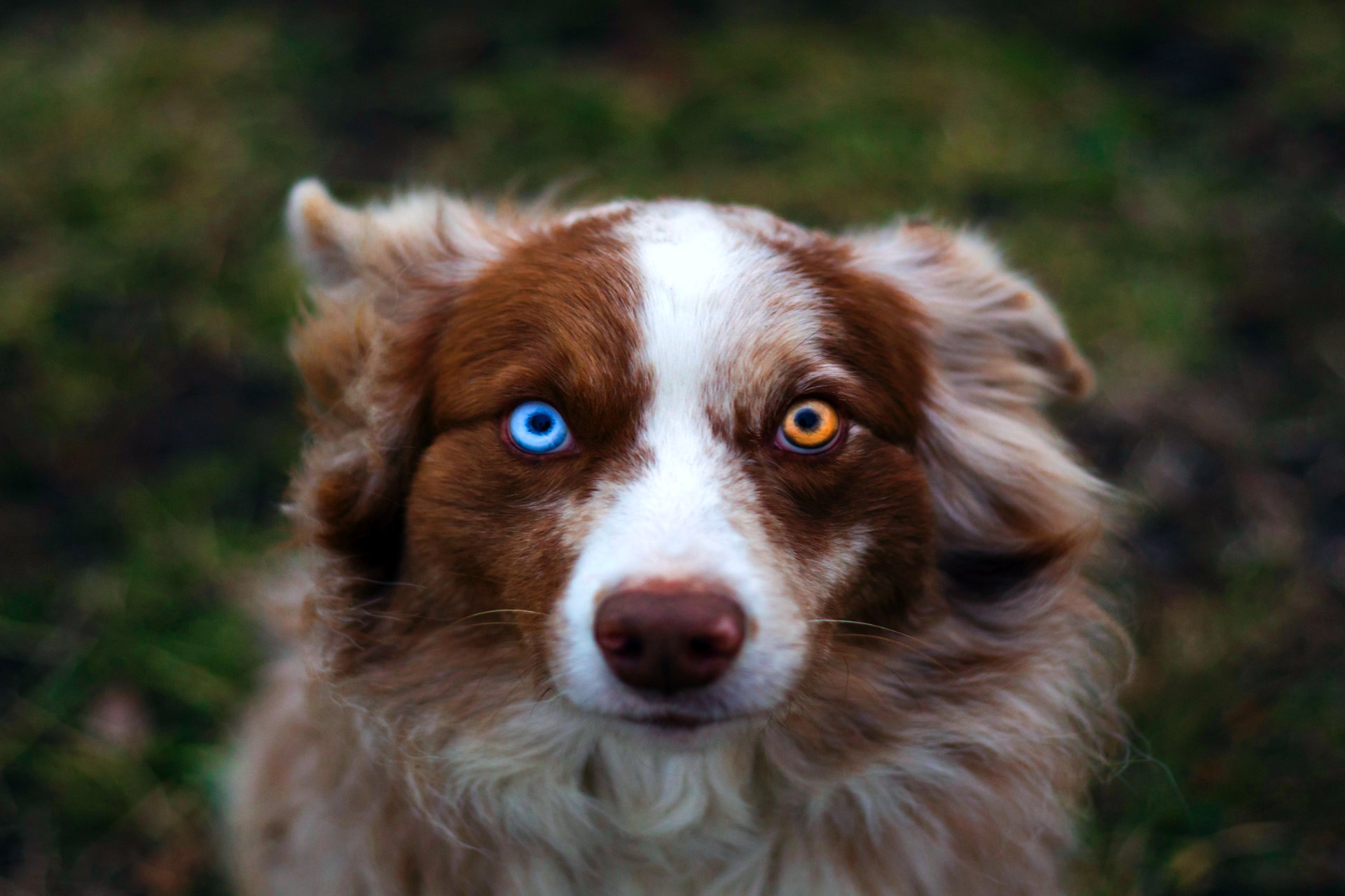 australian shepherd traits